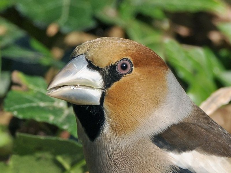 Hawfinch